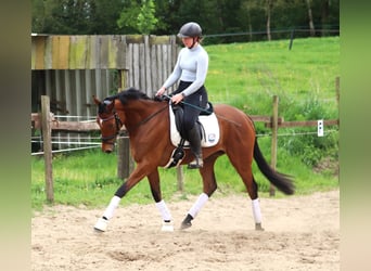 Irlandzki koń sportowy Mix, Wałach, 6 lat, Gniada