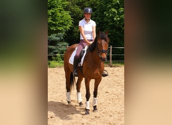 Irlandzki koń sportowy, Wałach, 6 lat, Gniada
