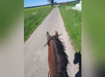 Irlandzki koń sportowy, Wałach, 6 lat, Gniada