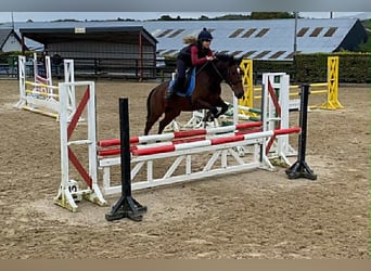 Irlandzki koń sportowy, Wałach, 7 lat, 148 cm, Gniada