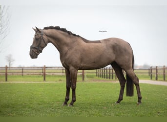 Irlandzki koń sportowy, Wałach, 7 lat, 149 cm, Kara