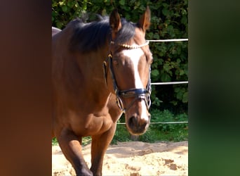 Irlandzki koń sportowy, Wałach, 7 lat, 153 cm, Gniada