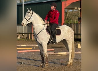 Irlandzki koń sportowy, Wałach, 7 lat, 160 cm, Siwa