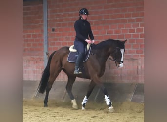 Irlandzki koń sportowy Mix, Wałach, 7 lat, 162 cm, Ciemnogniada