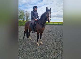 Irlandzki koń sportowy, Wałach, 7 lat, 163 cm, Gniada