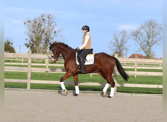 Irlandzki koń sportowy, Wałach, 7 lat, 164 cm, Gniada