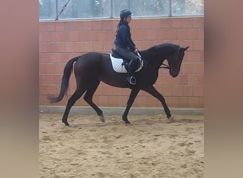 Irlandzki koń sportowy, Wałach, 7 lat, 165 cm, Kara