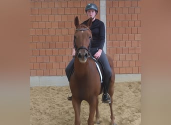 Irlandzki koń sportowy, Wałach, 7 lat, 165 cm, Kasztanowata