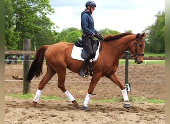Irlandzki koń sportowy Mix, Wałach, 7 lat, 166 cm, Kasztanowata