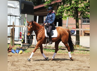 Irlandzki koń sportowy Mix, Wałach, 7 lat, 166 cm, Kasztanowata
