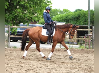 Irlandzki koń sportowy Mix, Wałach, 7 lat, 166 cm, Kasztanowata