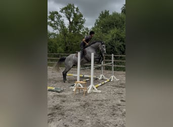 Irlandzki koń sportowy, Wałach, 7 lat, 166 cm, Siwa jabłkowita