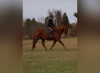 Irlandzki koń sportowy, Wałach, 7 lat, 168 cm, Ciemnokasztanowata