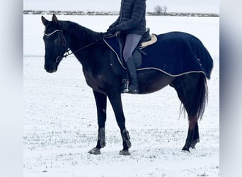 Irlandzki koń sportowy, Wałach, 7 lat, 168 cm, Kara