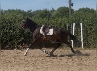 Irlandzki koń sportowy, Wałach, 7 lat, 168 cm, Skarogniada