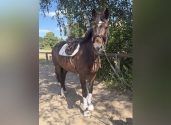 Irlandzki koń sportowy, Wałach, 7 lat, 168 cm, Skarogniada
