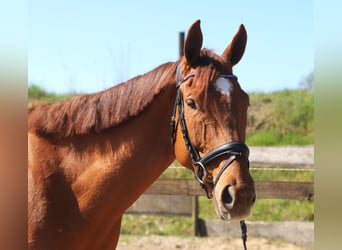 Irlandzki koń sportowy Mix, Wałach, 7 lat, 169 cm, Kasztanowata