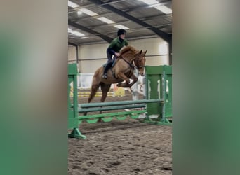 Irlandzki koń sportowy, Wałach, 7 lat, 171 cm, Ciemnokasztanowata