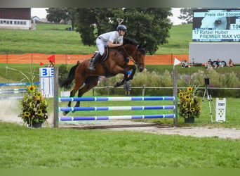 Irlandzki koń sportowy, Wałach, 7 lat, 177 cm, Gniada