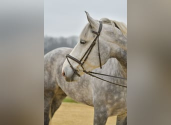 Irlandzki koń sportowy, Wałach, 7 lat, 177 cm, Siwa jabłkowita