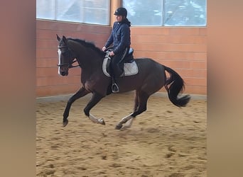 Irlandzki koń sportowy, Wałach, 7 lat, 180 cm, Gniada