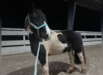 Irlandzki koń sportowy Mix, Wałach, 8 lat, 156 cm, Srokata