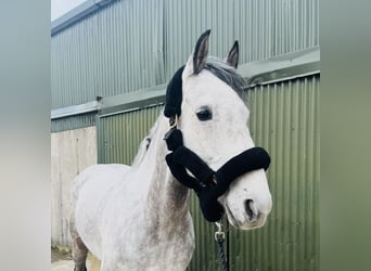 Irlandzki koń sportowy, Wałach, 8 lat, 158 cm, Siwa