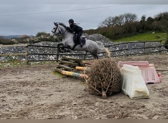 Irlandzki koń sportowy, Wałach, 8 lat, 158 cm, Siwa