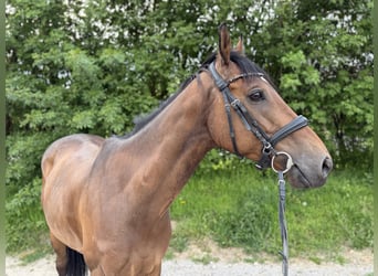 Irlandzki koń sportowy, Wałach, 8 lat, 160 cm, Gniada