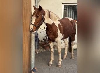 Irlandzki koń sportowy, Wałach, 8 lat, 160 cm, Srokata