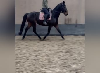 Irlandzki koń sportowy, Wałach, 8 lat, 163 cm, Gniada