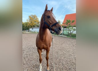 Irlandzki koń sportowy, Wałach, 8 lat, 165 cm, Kasztanowata