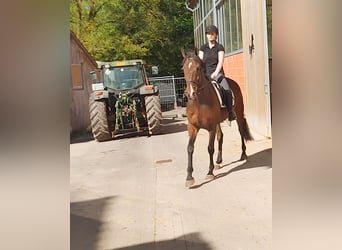 Irlandzki koń sportowy, Wałach, 8 lat, 166 cm, Gniada