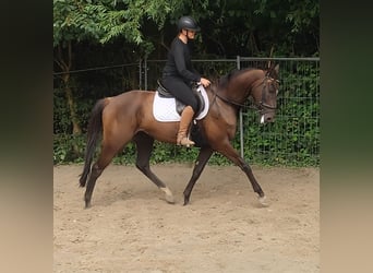 Irlandzki koń sportowy, Wałach, 8 lat, 168 cm, Ciemnokasztanowata