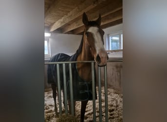 Irlandzki koń sportowy, Wałach, 8 lat, 168 cm, Jasnogniada