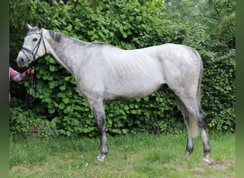Irlandzki koń sportowy, Wałach, 8 lat, 168 cm, Siwa jabłkowita