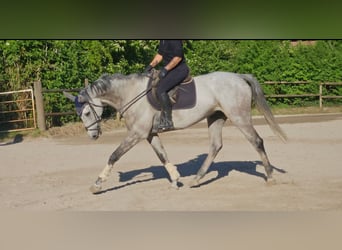 Irlandzki koń sportowy, Wałach, 8 lat, 168 cm, Siwa jabłkowita