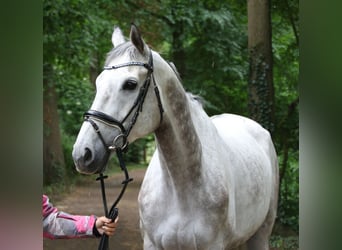 Irlandzki koń sportowy, Wałach, 8 lat, 168 cm, Siwa jabłkowita