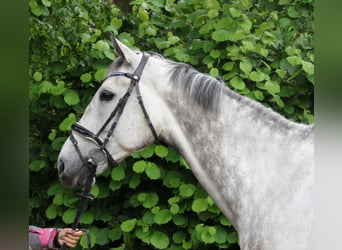 Irlandzki koń sportowy, Wałach, 8 lat, 168 cm, Siwa jabłkowita