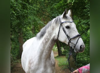 Irlandzki koń sportowy, Wałach, 8 lat, 168 cm, Siwa jabłkowita