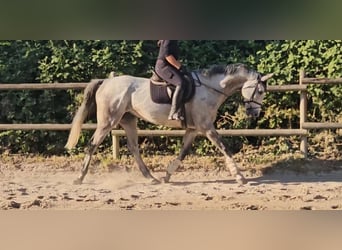 Irlandzki koń sportowy, Wałach, 8 lat, 168 cm, Siwa jabłkowita