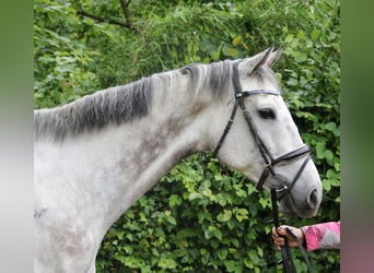 Irlandzki koń sportowy, Wałach, 8 lat, 168 cm, Siwa jabłkowita