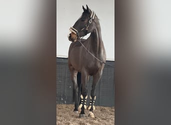 Irlandzki koń sportowy, Wałach, 8 lat, 170 cm, Gniada