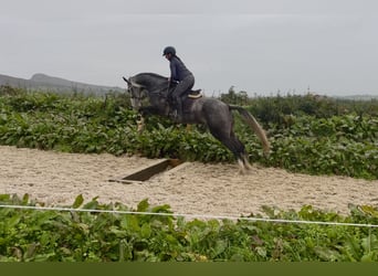 Irlandzki koń sportowy, Wałach, 8 lat, 173 cm, Siwa