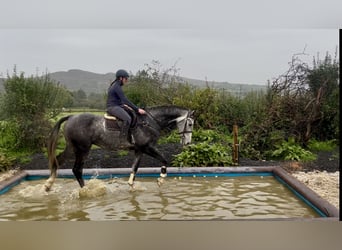 Irlandzki koń sportowy, Wałach, 8 lat, 173 cm, Siwa