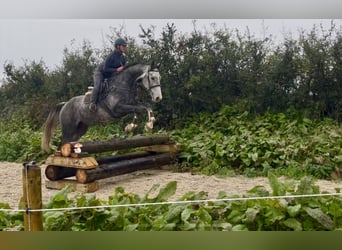 Irlandzki koń sportowy, Wałach, 8 lat, 173 cm, Siwa