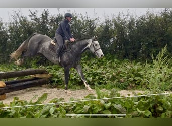 Irlandzki koń sportowy, Wałach, 8 lat, 173 cm, Siwa