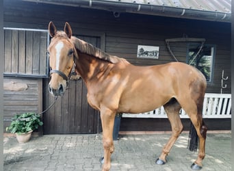 Irlandzki koń sportowy, Wałach, 8 lat, 175 cm, Kasztanowata