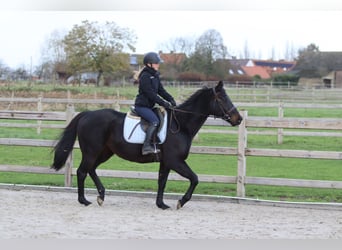 Irlandzki koń sportowy, Wałach, 9 lat, 160 cm, Kara