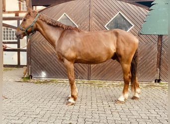 Irlandzki koń sportowy, Wałach, 9 lat, 160 cm, Kasztanowata